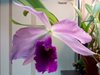 Lc.C.G.Roebling(L.purpurata x gaskelliana) 